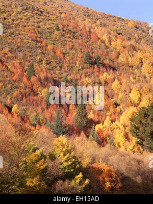 Hillside in colori autunnali, Arrowtown, Regione di Otago, Isola del Sud, Nuova Zelanda Foto Stock