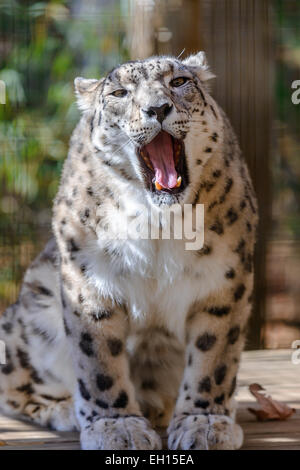 Snow Leopard il ritratto di Snow Leopard Foto Stock