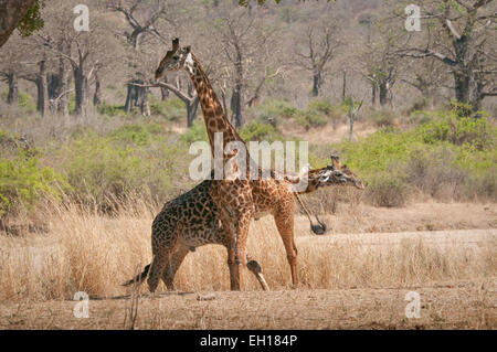 Due Masai giraffe "necking'- creazione di una posizione dominante Foto Stock