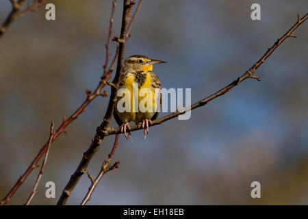 Western Meadowlark (Sturnella neglecta) appollaiato in un albero a Nanaimo estuario del fiume, l'isola di Vancouver, BC, Canada in febbraio Foto Stock