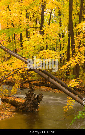 Bass Brook in autunno, AW Stanley Park di New Britain, Connecticut Foto Stock