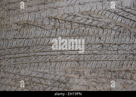 Tracce di pneumatici nel fango Foto Stock