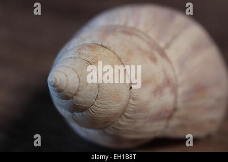 Seashell Foto Stock