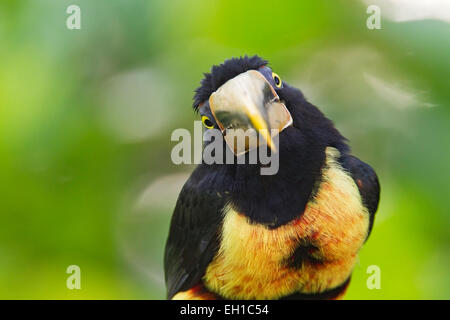 Un pallido mandibled aracari (Pteroglossus erythropygius) adulto appollaiato sul ramo nella foresta pluviale, Ecuador, Ande, Sud America Foto Stock