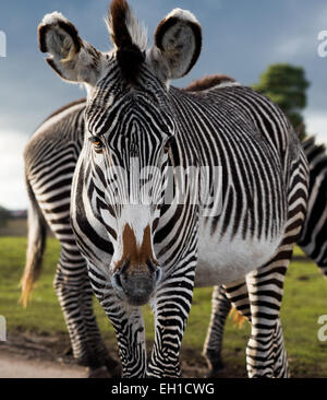 Zebra camminando verso la telecamera Foto Stock