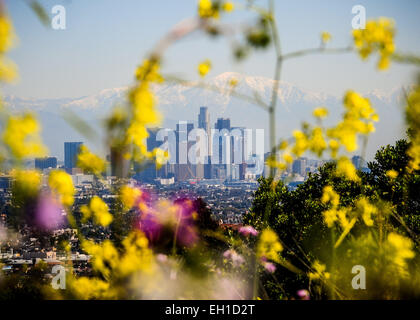 Los Angeles, Stati Uniti d'America. Mar 4, 2015. I fiori sono visto in Los Angeles, Stati Uniti, 4 marzo 2015. © Zhang Chaoqun/Xinhua/Alamy Live News Foto Stock