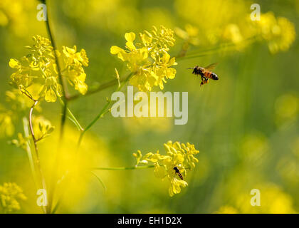 Los Angeles, Stati Uniti d'America. Mar 4, 2015. Api vola vicino i fiori a Los Angeles, negli Stati Uniti, 4 marzo 2015. © Zhang Chaoqun/Xinhua/Alamy Live News Foto Stock