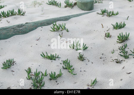 Le piante succulente faccia di Maiale crescente in sabbia vicino alla spiaggia Foto Stock