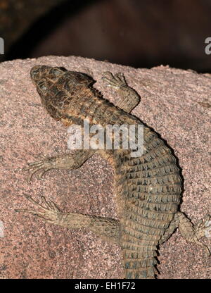 East African spinoso-tailed lizard (Cordylus tropidosternum) Foto Stock