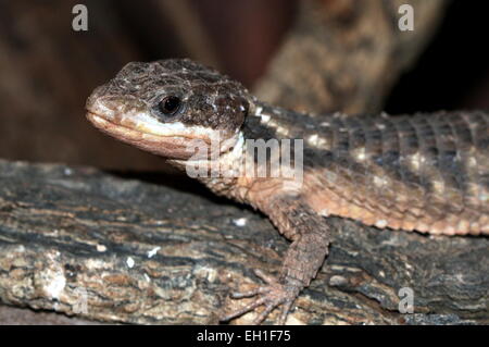 East African spinoso-tailed lizard (Cordylus tropidosternum) Foto Stock