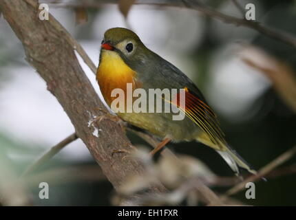 Asian rosso-fatturati Leiothrix o Pekin Nightingale (Leiothrix lutea). A.k.a. Pechino (hill) robin o usignolo giapponese. Foto Stock