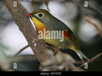 Asian rosso-fatturati Leiothrix o Pekin Nightingale (Leiothrix lutea). A.k.a. Pechino (hill) robin o usignolo giapponese. Foto Stock