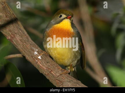 Asian rosso-fatturati Leiothrix o Pekin Nightingale (Leiothrix lutea). A.k.a. Pechino (hill) robin o usignolo giapponese. Foto Stock