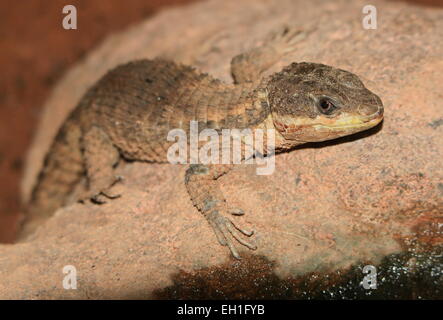 East African spinoso-tailed lizard (Cordylus tropidosternum) Foto Stock