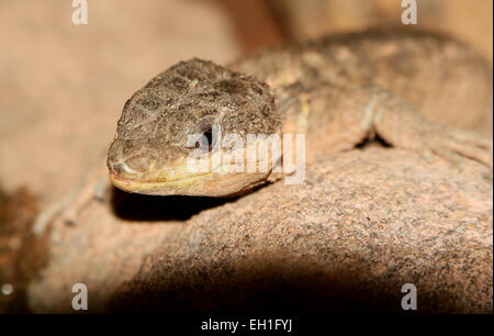 East African spinoso-tailed lizard (Cordylus tropidosternum) Foto Stock