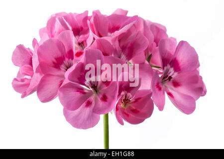 Unico gerani rosa su sfondo bianco. Foto Stock