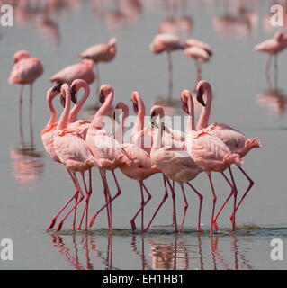 Grande gruppo fenicotteri rosa sul lago. kenya. africa. nakuru national park. lago bogoria riserva nazionale. Foto Stock