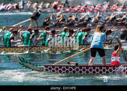 Gli uomini e le donne per competere in corse delle barche drago, parte del nuovo anno cinese 2015. Il Cockle Bay, il Porto di Darling, Sydney, Australia Foto Stock