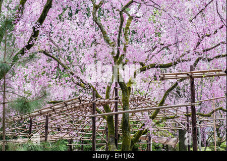 Fiore di ciliegio (Prunus pendula 'Pendula') in primavera nei giardini 19c del Santuario Heian (Heian Jingu), un tempio shintoista a Kyoto, in Giappone Foto Stock