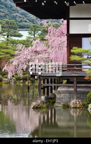 I ciliegi fioriscono in primavera vicino al lago nei 19c giardini del Santuario Heian (Heian Jingu), un tempio shintoista a Kyoto, in Giappone Foto Stock