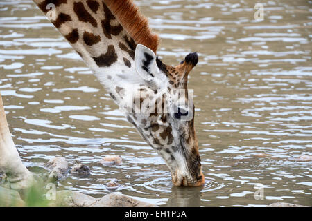 Masai giraffe (Giraffa camelopardalis tippelskirchi) bere presso il fiume Talek, il Masai Mara riserva nazionale, Kenya Foto Stock