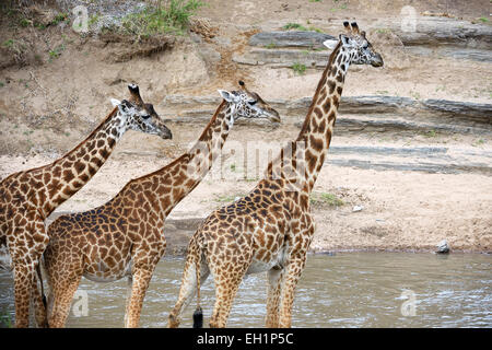 Masai giraffe (Giraffa camelopardalis tippelskirchi), allevamento presso il fiume Talek, il Masai Mara riserva nazionale, Kenya Foto Stock