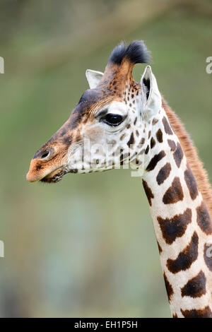 La Rothschild Giraffe (Giraffa camelopardalis rothschildi), giovane femmina, Lake Nakuru National Park, Kenya Foto Stock