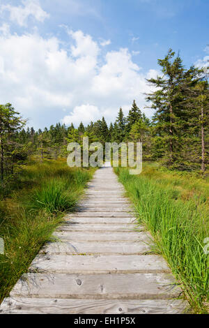 Il Boardwalk, Hochmoor Bodebruch, sollevato bog, Parco Nazionale di Harz, Harz, Bassa Sassonia, Germania Foto Stock