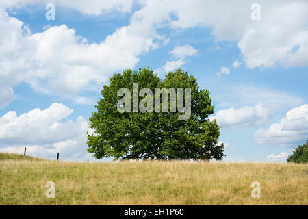 Farnia (Quercus robur) nella tarda estate, Bassa Sassonia, Germania Foto Stock