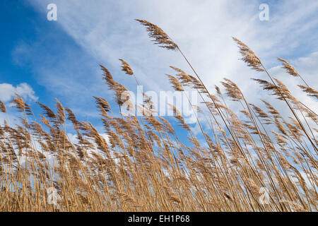 Canna di palude (Phragmites australis, Phragmites communis) contro un cielo blu con nuvole cirrostratus, Heerter vedere la Riserva Naturale Foto Stock