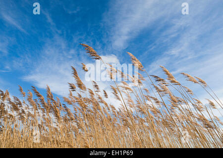 Canna di palude (Phragmites australis, Phragmites communis) contro un cielo blu con nuvole cirrostratus, Heerter vedere la Riserva Naturale Foto Stock