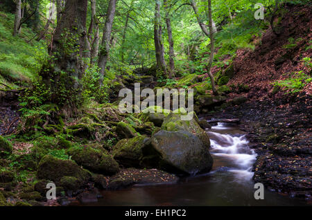 Estate in Padley Gorge vicino Grindleford nel Peak District, Derbyshire, Verde muschio sulle rocce. Foto Stock