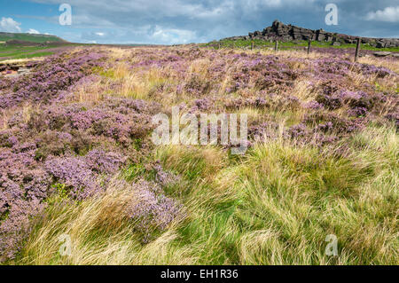 Estate erbe e fioritura heather sotto oltre Owler Tor in Peak District su una soleggiata giornata d'estate. Foto Stock