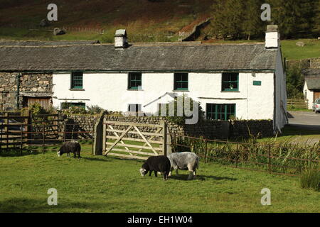 Un agriturismo a Lakeland. Herdwick pecore al pascolo medio è sceso farm grande langdale Foto Stock