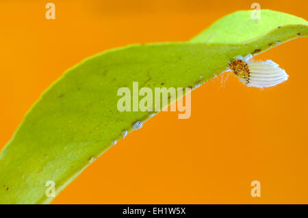 Cottony scala cuscino insetto (Icerya purchasi) su una foglia di limone Foto Stock