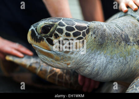 Stralsund, Germania. Mar 5, 2015. Un 33-anno-vecchio tartaruga verde (lat. Chelonia Mydas) all'annuale degli animali in esame il Meeresmuseum a Stralsund, Germania, 5 marzo 2015. I controlli sanitari comprendono il prelievo di campioni e un ampio mantello di manutenzione. Questo è uno dei cinque le tartarughe giganti residenti in Stralsund. Credito: dpa picture alliance/Alamy Live News Foto Stock