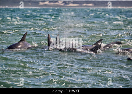 Allevamento di caccia tursiope (Tursiops truncatus), Capo orientale, Sud Africa Foto Stock