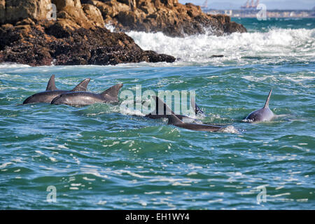 Allevamento di caccia tursiope (Tursiops truncatus), Capo orientale, Sud Africa Foto Stock