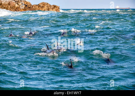 Allevamento di caccia tursiope (Tursiops truncatus), Capo orientale, Sud Africa Foto Stock