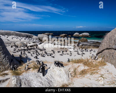 I Penguins africani, noto anche come i pinguini Jackass o nero-footed pinguini sulla spiaggia Boulders nella Città di Simon, Sud Africa Foto Stock