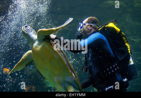 Stralsund, Germania. Mar 5, 2015. Un subacqueo catture un 33-anno-vecchio tartaruga verde (lat. Chelonia Mydas) per l annuale degli animali in esame il Meeresmuseum a Stralsund, Germania, 5 marzo 2015. I controlli sanitari comprendono il prelievo di campioni e un ampio mantello di manutenzione. Questo è uno dei cinque le tartarughe giganti residenti in Stralsund. Credito: dpa picture alliance/Alamy Live News Foto Stock