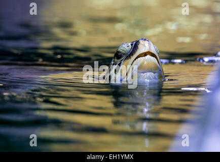 Stralsund, Germania. Mar 5, 2015. Una tartaruga verde (lat. Chelonia Mydas) si affaccia sulla piscina prima dell'annuale degli animali in esame il Meeresmuseum a Stralsund, Germania, 5 marzo 2015. I controlli sanitari comprendono il prelievo di campioni e un ampio mantello di manutenzione. Questo è uno dei cinque le tartarughe giganti residenti in Stralsund. Credito: dpa picture alliance/Alamy Live News Foto Stock