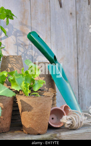 Germogli di lattuga in pentola biodegradabile e utensili da giardinaggio su sfondo di legno Foto Stock