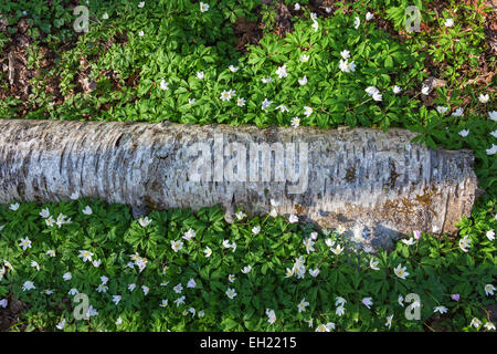 Anemone di legno che fiorisce nel prato a molla Foto Stock