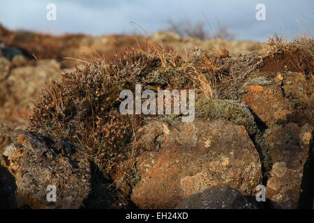 Rocce e tundra nel crack della crosta terrestre causati dalla metà Ridge atlantico Thingvellir Parco Nazionale di Islanda Foto Stock