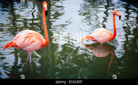 Due fenicotteri rosa camminare in acqua Foto Stock