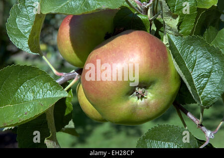 Bramley apple sulla struttura ad albero Foto Stock