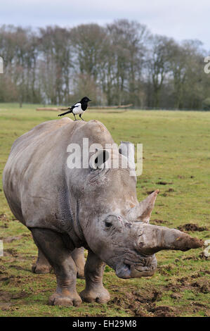 Rinoceronte bianco sotto attacco da una gazza parassita che si erge sul si torna alla ricerca di un punto debole per alimentazione da Foto Stock