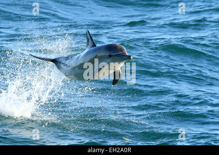 Dolphin lungo becco lungo becco, delfino comune (Delphinus capensis) porpoising e salta fuori dell'acqua nell'Atlantico meridionale. Foto Stock