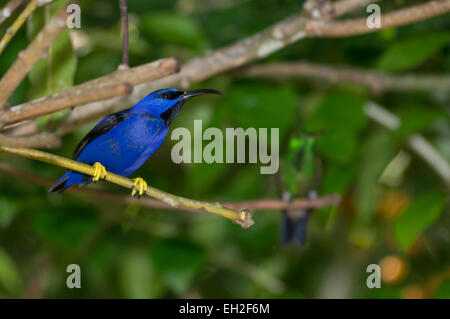 Honeysucker e ronzio uccello in una struttura ad albero Foto Stock